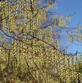 STACHYURUS praecox  